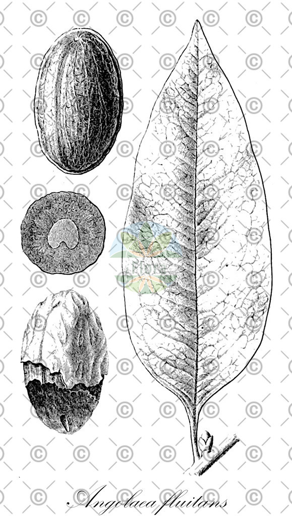 HistAbb_wfo-0000536542_414_ENZY_Simple | Historische Abbildung von Angolaea fluitans - Podostemaceae | Historical Illustration of Angolaea fluitans - Podostemaceae