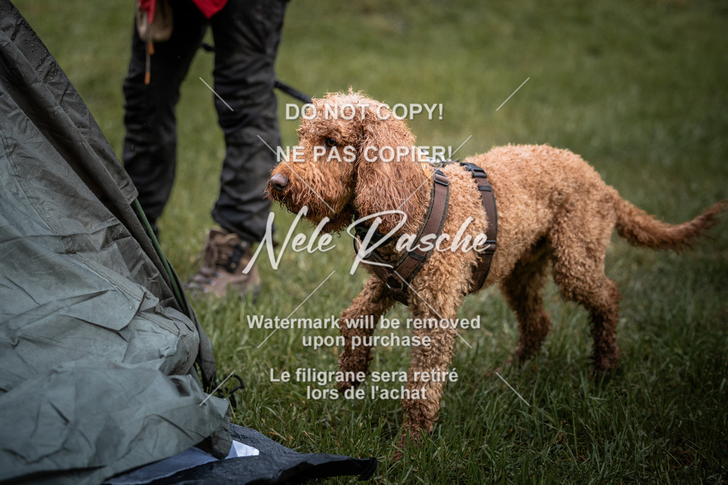 nelerasche_SaAbends_433 | nelerasche