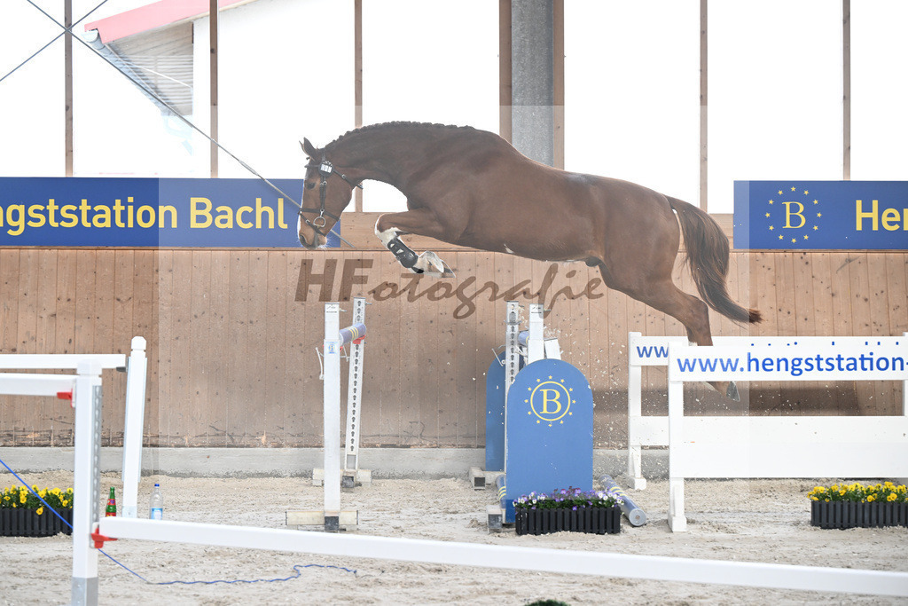 Kat-Nr. 47 Achilleus MZ v. Aganix du Seigneur_Meindl_5250572 | hf-fotografie - Realisiert mit Pictrs.com