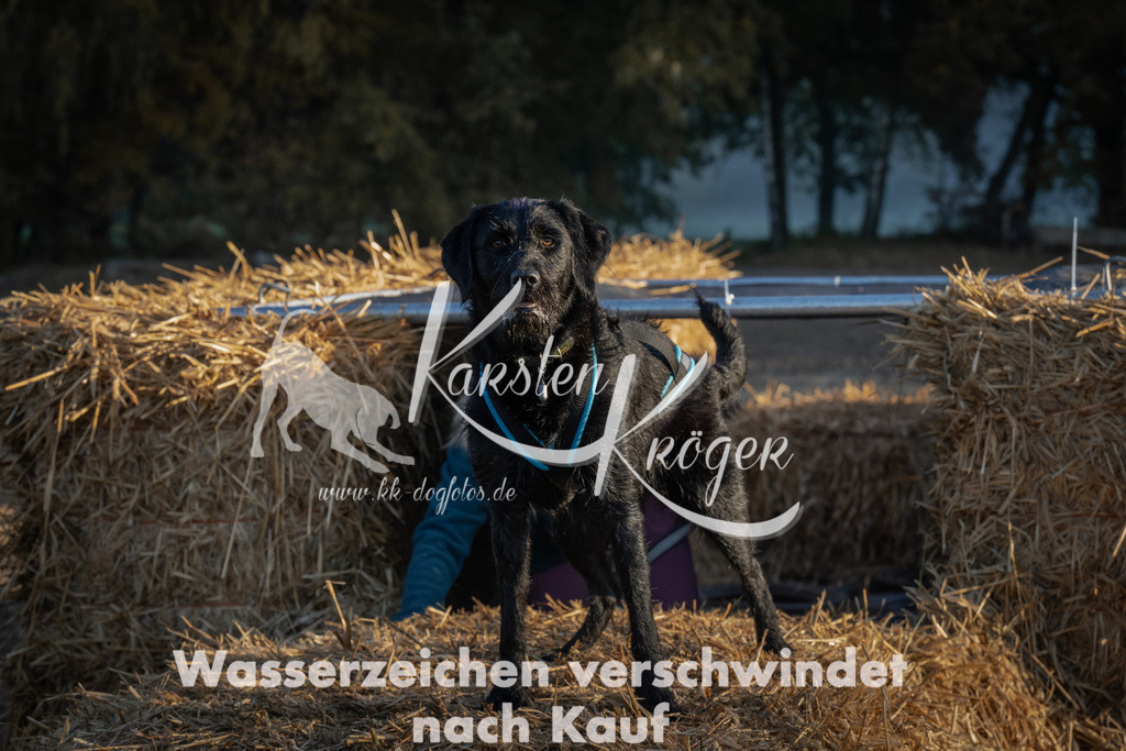 0912_ZZ91932 | kk-dogfotos