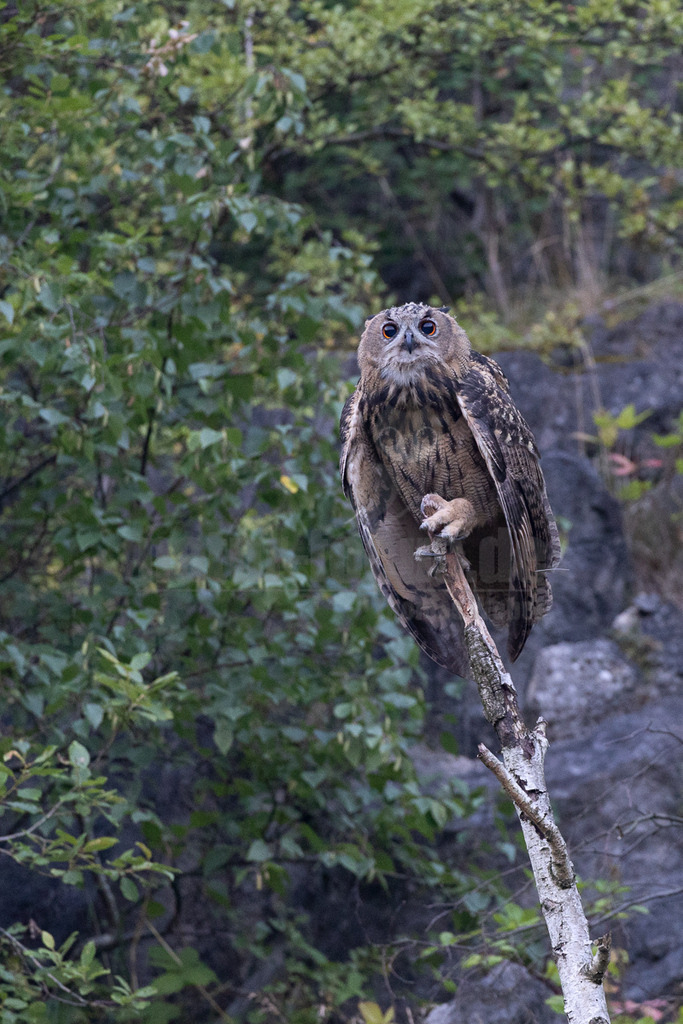 R6NF8690_20240720 | Der Uhu ist die größte europäische Eulenart. Nachdem er lange bejagt wurde, entspannt sich die Situation mittlerweile wieder aufgrund strenger Naturschutzgesetze und einiger Auswilderungsprojekte. Der Uhu brütet in unterschiedlichen Landschaften und ist streng nachtaktiv. Ein markantes Merkmal sind die großen Federohren, die je nach Laune hoch aufgestellt oder angelegt werden können. - Realisiert mit Pictrs.com