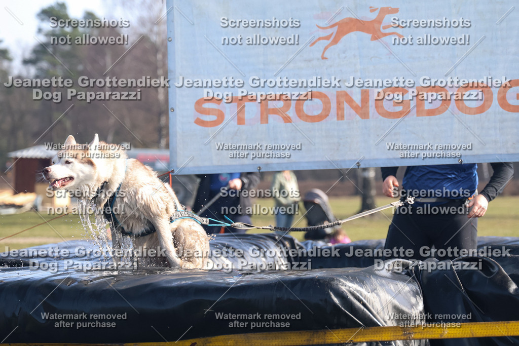 Dog Paparazzi - Strongdog North Mrz26-1066 | Dog Paparazzi Jeanette Grottendiek Fotografie & Videografie - Realisiert mit Pictrs.com
