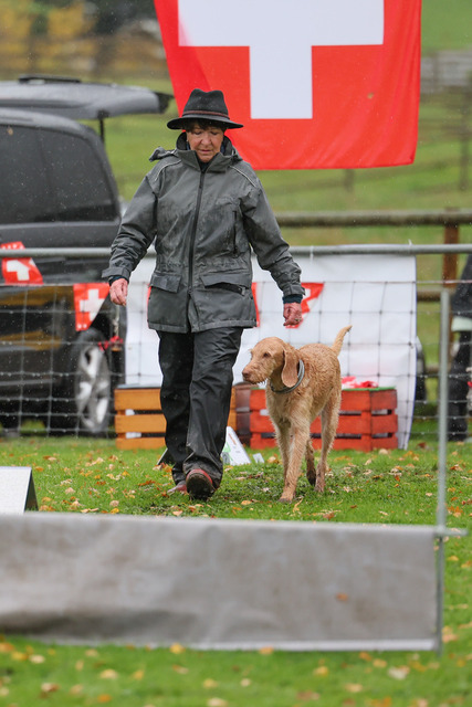 2025_Rally_Obedience_SM-235 | Ich fotografiere Hundeausstellungen, Sportanlässe, Zuchtstätten, Hundezucht, Hundeportrait, Lagotto - Realisiert mit Pictrs.com