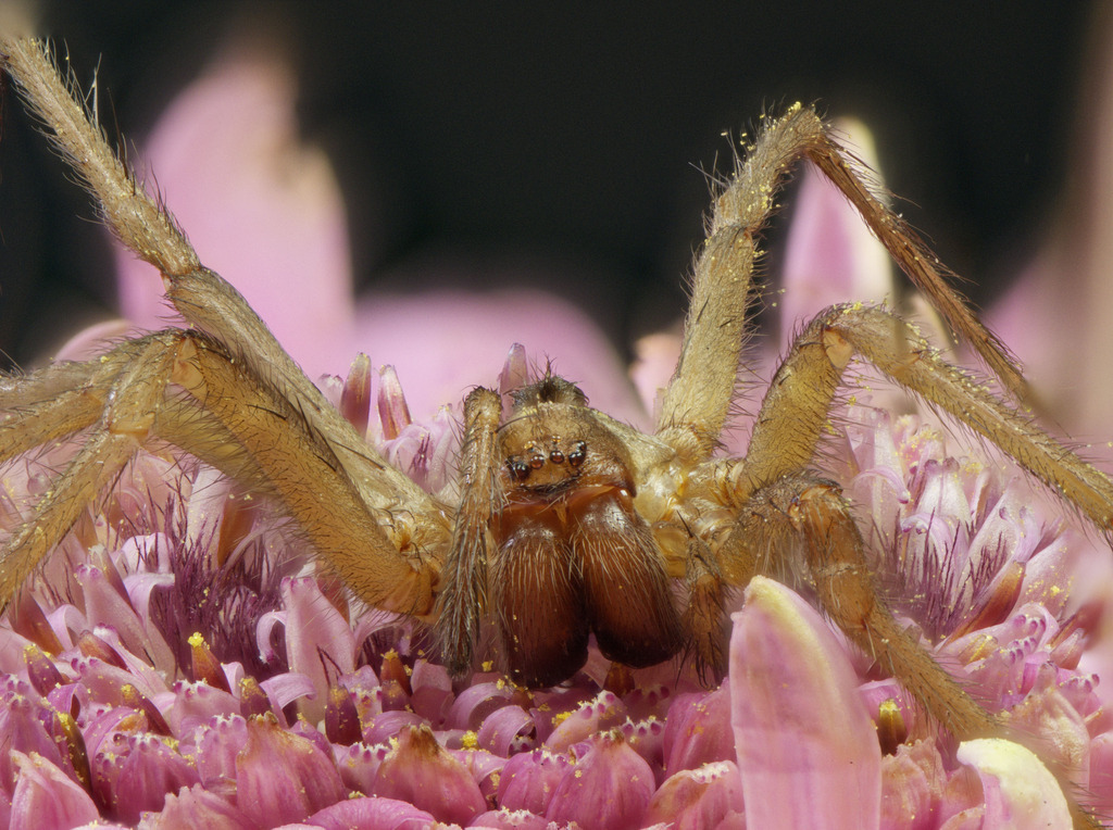 Winkelspinne | Makroaufnahme einer kleinen Winkelspinne auf einer Blüte - Realisiert mit Pictrs.com