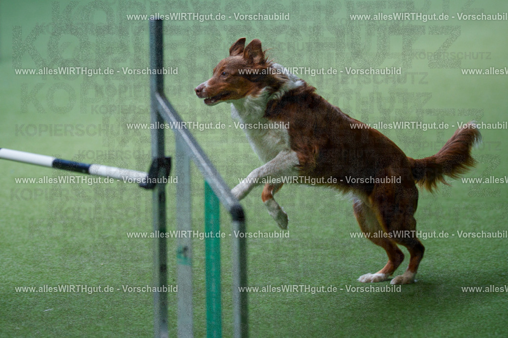 @allesWIRTHgut_Tierfotografie - www.allesWIRTHgut.de - 2604251227-7R501768 | Professionelle Tierfotografie in Mönchengladbach von Daniel Wirth (allesWIRTHgut). Liebevolle & natürliche Bilder von Hunden & Katzen für unvergessliche Erinnerungen.
