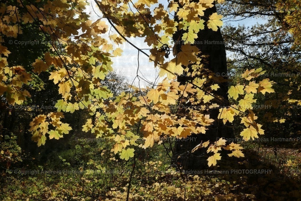 Herbststimmung mit Ahornblättern | Herbststimmung mit Ahornblättern - Realisiert mit Pictrs.com