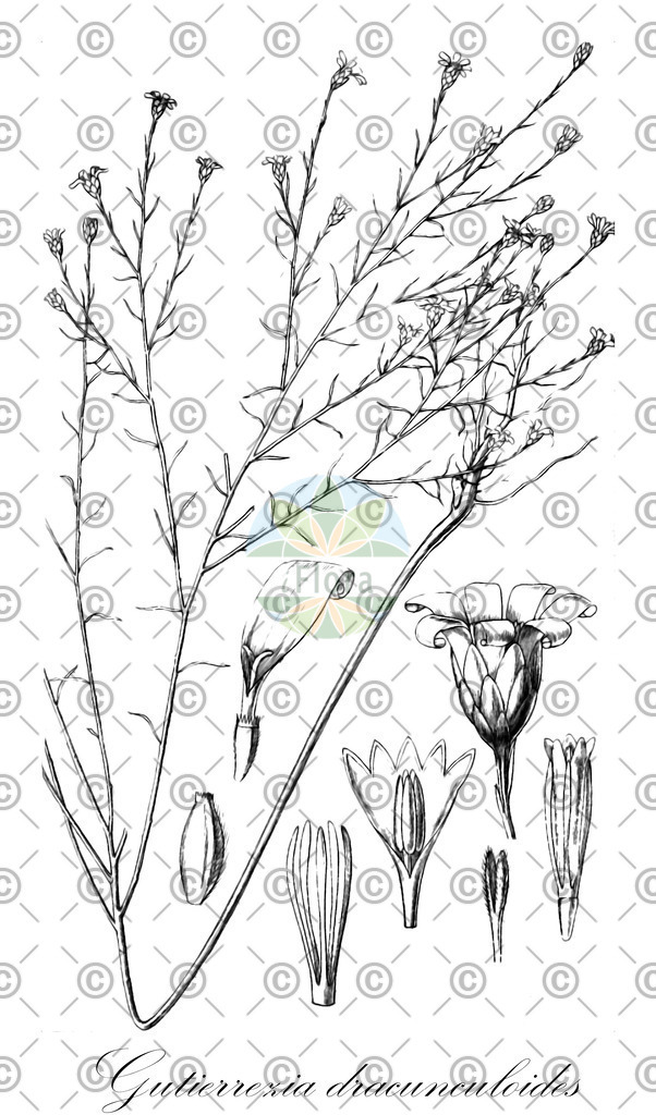 HistAbb_wfo-0000432406_1_ENZY_Simple | Historische Abbildung von Gutierrezia dracunculoides - Asteraceae | Historical Illustration of Gutierrezia dracunculoides - Asteraceae
