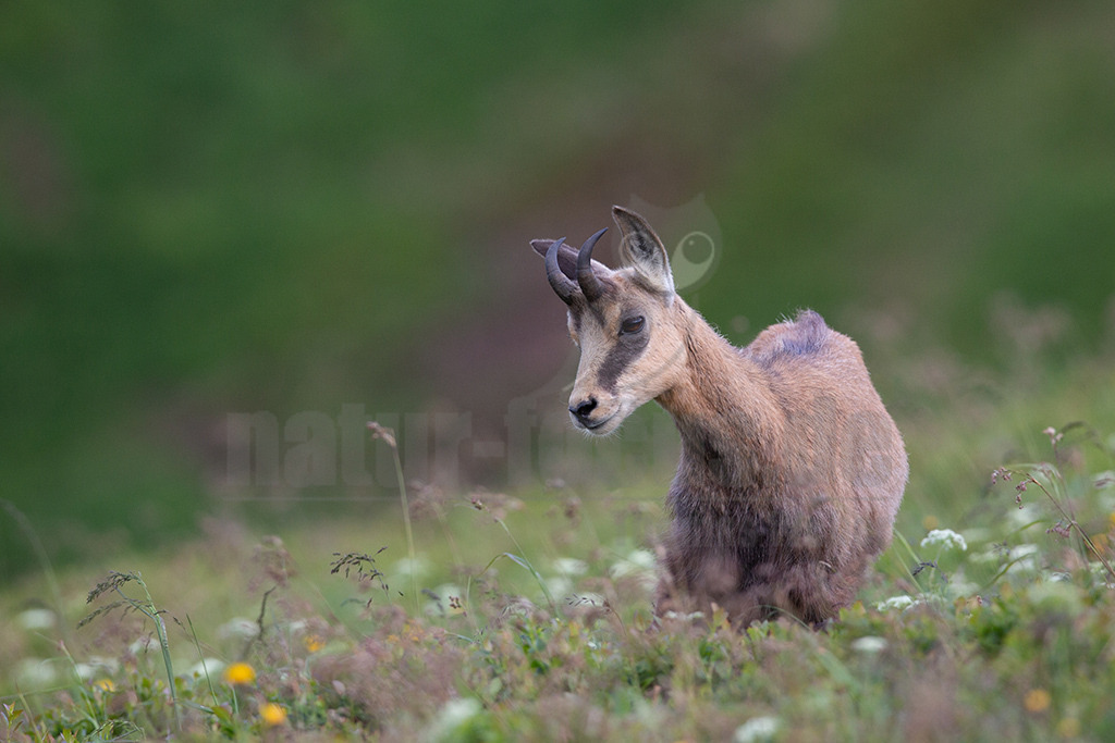 20130704180623-3 | Die Gemse ( Rupicapra rupicapra ) ist ein Huftier, das dank seiner aussergewöhnlichen Anpassungsfähigkeit den extremen Lebensbedingungen im Gebirge gewachsen ist. Die Gemse vereint auf eindrückliche Art Widerstandskraft, Gewandtheit und Robustheit. Während sie früher in die schwer zugänglichen Gebirgsmassive zurückgedrängt wurde, ist sie heute in Wäldern mittlerer Höhe und gar in tiefen Lagen stark verbreitet. - Realisiert mit Pictrs.com