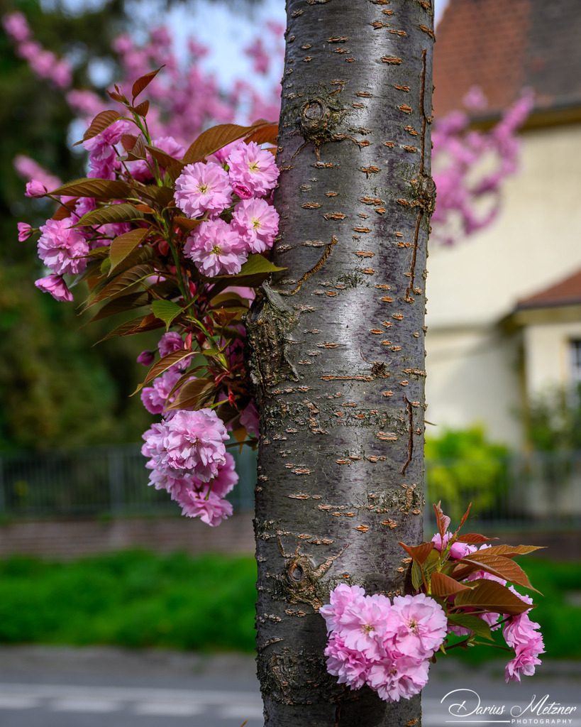 DSC_9406 2 | Fotografien, Fotos und Bilder aus Mainz, Frankfurt, Wiesbaden und anderen Orten auf der Welt - Fotografiert von Darius Metzner