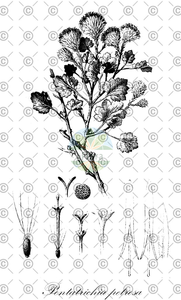 HistAbb_wfo-0001299780_1_ENZY_Simple | Historische Abbildung von Pentatrichia petrosa - Asteraceae | Historical Illustration of Pentatrichia petrosa - Asteraceae