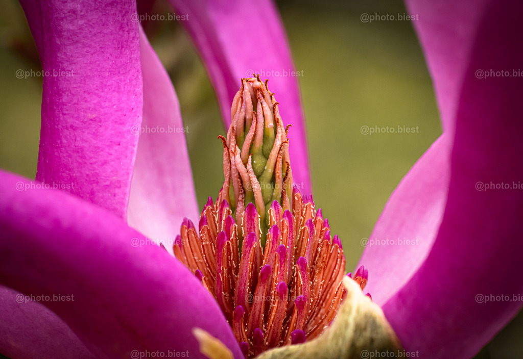 Pinker Vulkan | Eine Blüte der Magnolie. - Realisiert mit Pictrs.com