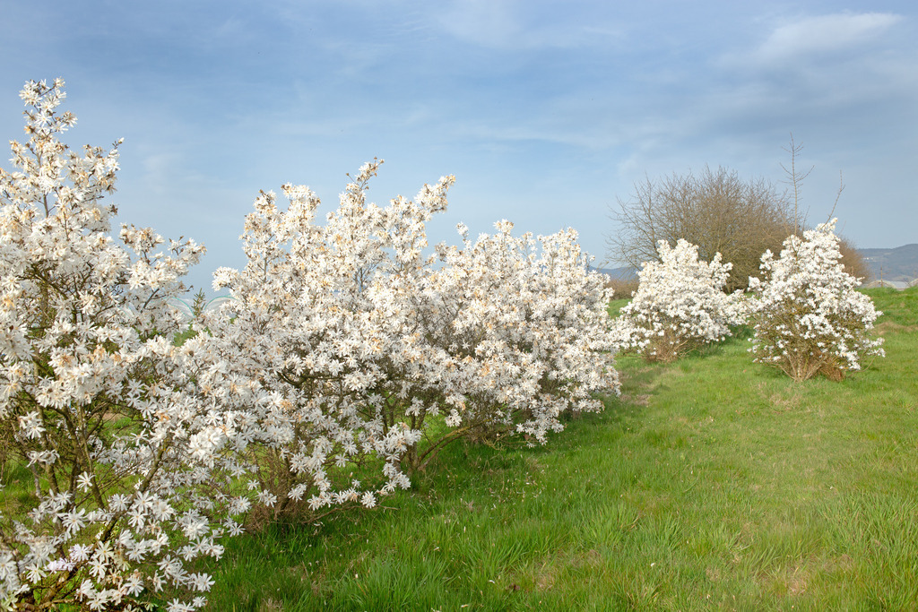 BAUMBlüte_3952 Kopie | Ganz in weiss. Baumschule Windschläg. 