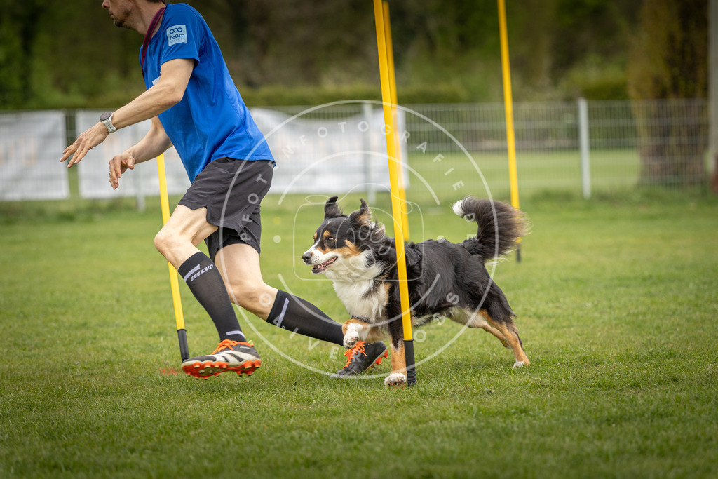Pfotenfotografie_DV3A0193 | Hundefotografie, Tierfotograf, Pfotenfotografie, Fotoshooting Hund, Hunde Portrait, Hundesport, Hundeportraits, Heideshooting, Hunde, Sportfotograf, Hundefotograf, Turnierhundsport, THS,  - Realisiert mit Pictrs.com