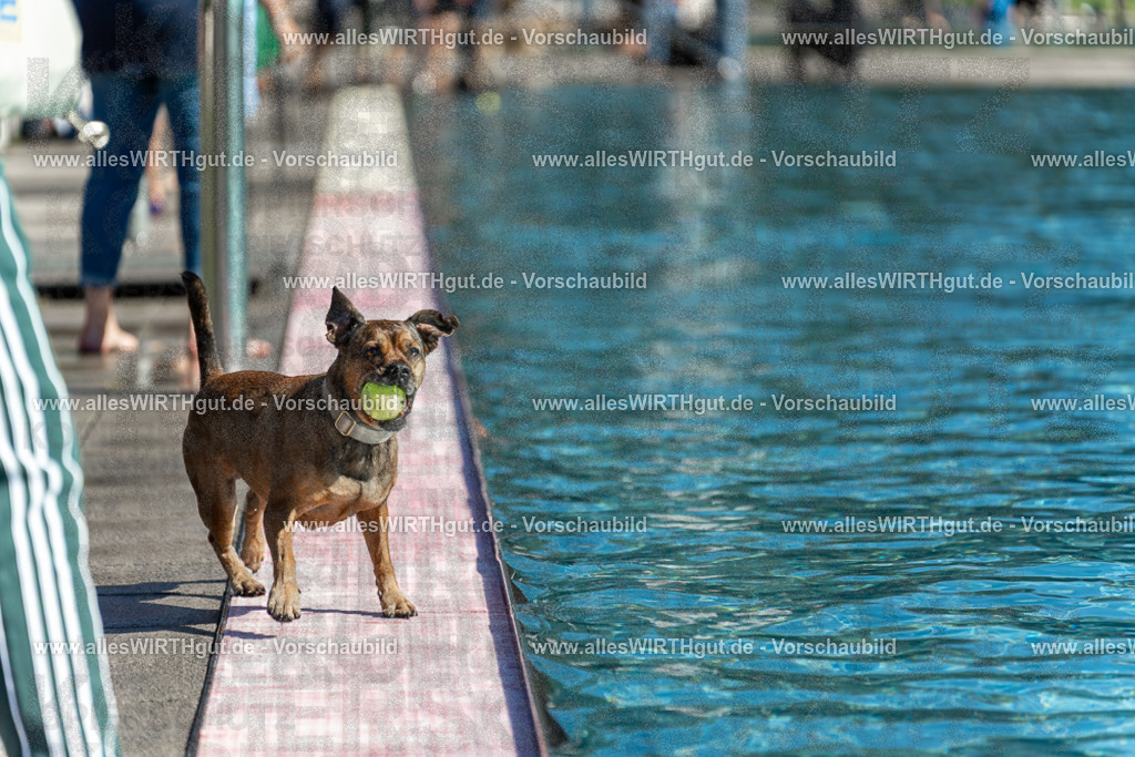 Hundeschwimmen_Volksbad_2026-allesWIRTHgut_Tierfotografie-2609061119-102957-7R509550 | Professionelle Tierfotografie in Mönchengladbach von Daniel Wirth (allesWIRTHgut). Liebevolle & natürliche Bilder von Hunden & Katzen für unvergessliche Erinnerungen.