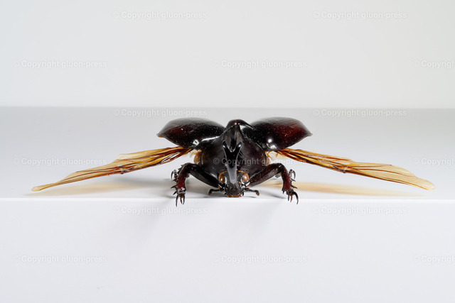 HDT1010501S80c | gluon-press - Realisiert mit Pictrs.com