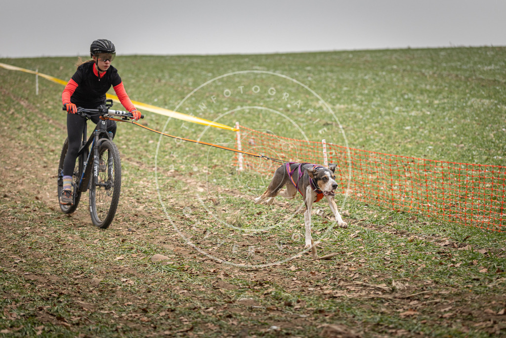 Pfotenfotografie_DV3A2659 | Hundefotografie, Tierfotograf, Pfotenfotografie, Fotoshooting Hund, Hunde Portrait, Hundesport, Hundeportraits, Heideshooting, Hunde, Sportfotograf, Hundefotograf, Turnierhundsport, THS,  - Realisiert mit Pictrs.com