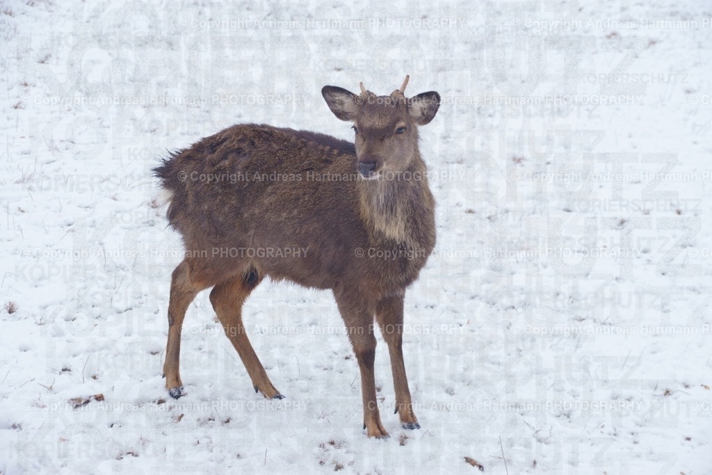 Junger Hirsch | Junger Hirsch - Realisiert mit Pictrs.com