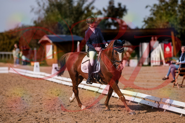 2026_10_03_Siefer-Hof_123801_Z81_34955636 | Professionelle Reitsport-, Turnier- und Eventfotografie von Robert Broda. Galerien mit ausgewählten und bearbeiteten Bildern direkt online ansehen und bestellen.
