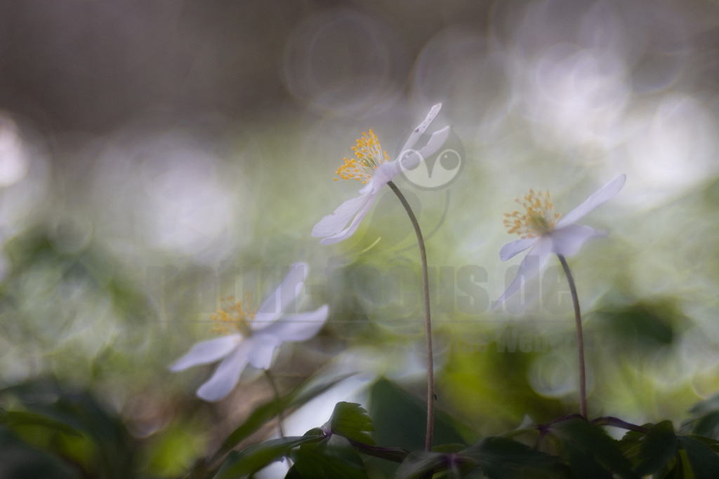20220411113253 | Das Buschwindröschen bzw. Busch-Windröschen ist eine Pflanzenart aus der Gattung der Windröschen in der Familie der Hahnenfußgewächse. Sie ist im gemäßigten Eurasien verbreitet. - Realisiert mit Pictrs.com