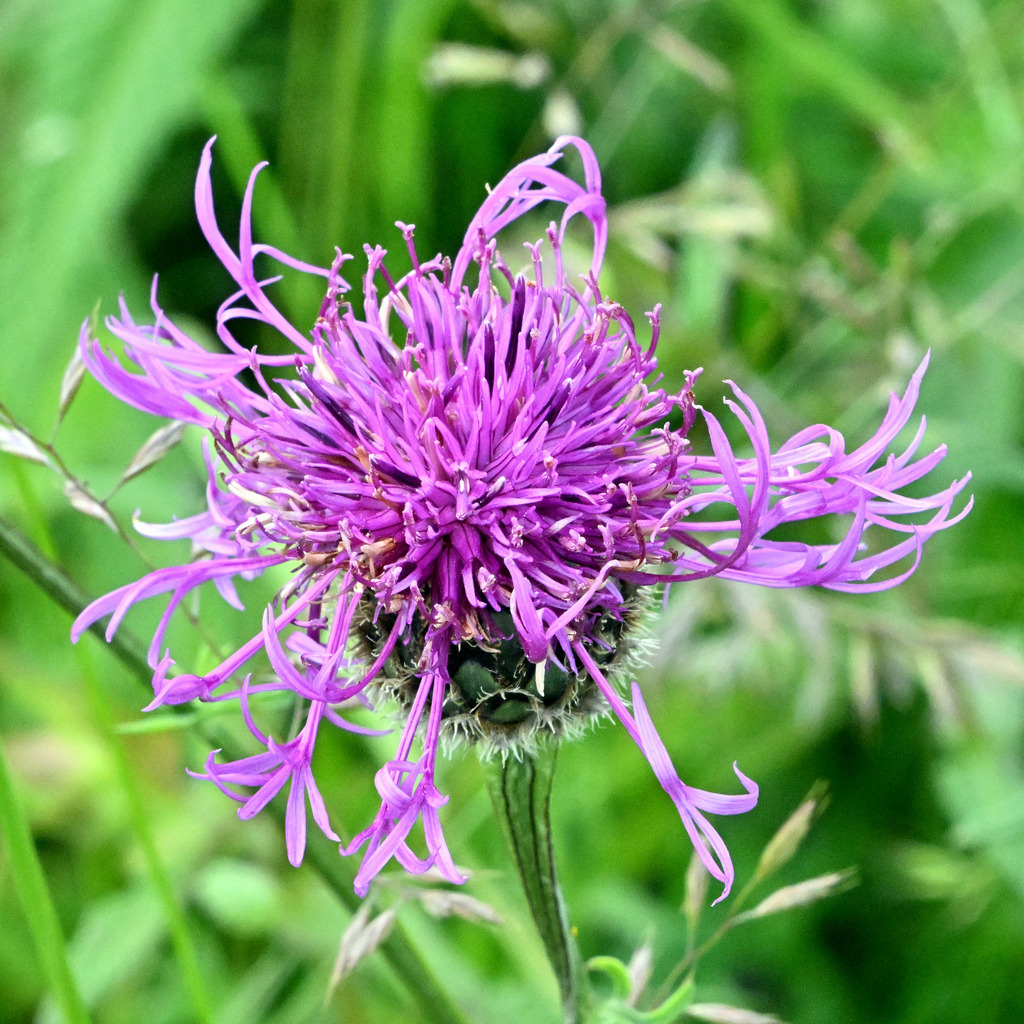 Skabiosen-Flockenblume01q | lucisnaturbilder - Realisiert mit Pictrs.com