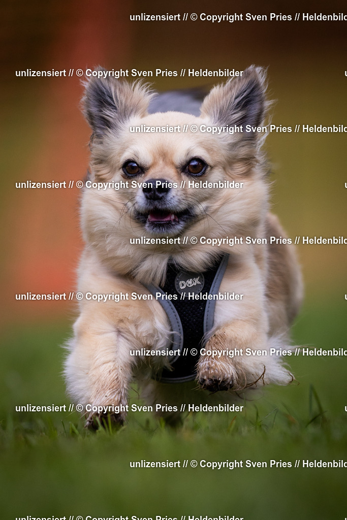 Sven Pries | 2024-04-21 - Hunderennen Baden-Oos
Foto: Sven Pries - Realisiert mit Pictrs.com