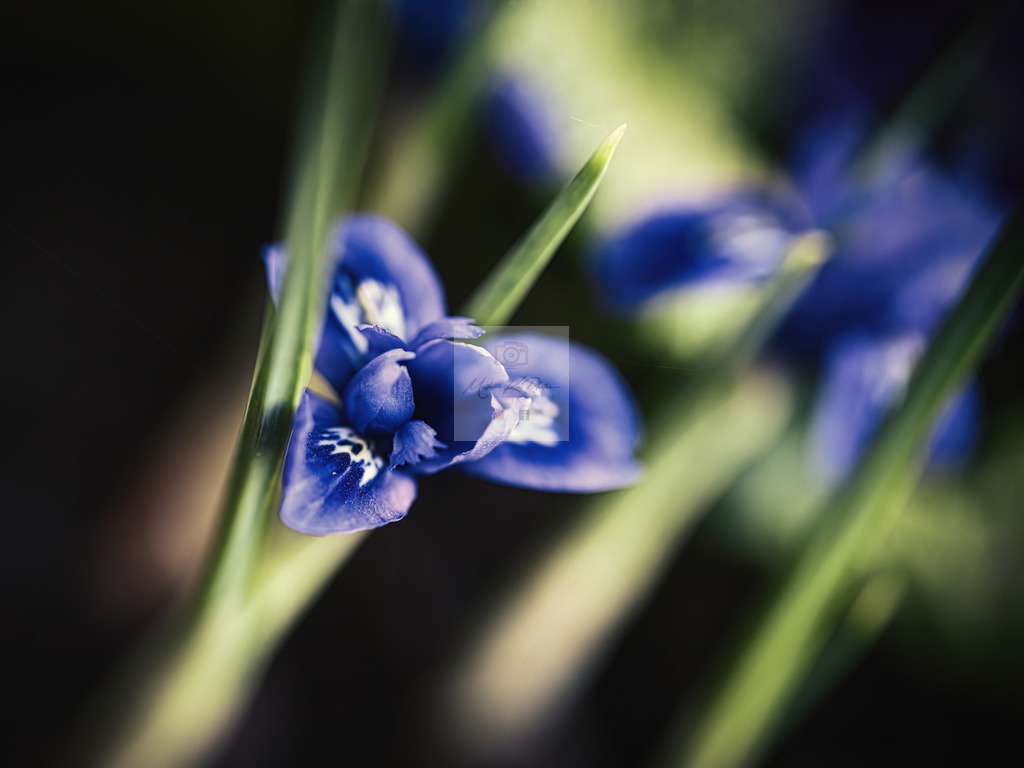 Makro - floral (82) | Buche Fotoshootings und entdecke hochwertige Fotoprodukte bei Mathias Ku Photos. Personalisiert, kreativ & mit Liebe zum Detail. Jetzt informieren! - Realisiert mit Pictrs.com