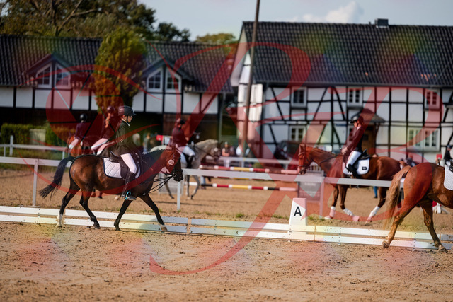 2026_10_03_Siefer-Hof_122040_Z63_43626618 | Professionelle Reitsport-, Turnier- und Eventfotografie von Robert Broda. Galerien mit ausgewählten und bearbeiteten Bildern direkt online ansehen und bestellen.