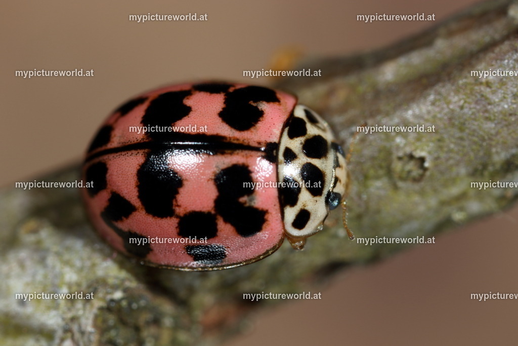 Oenopia conglobata-005 | Das Bilderarchiv über Tiere, Planzen und Landschaften. In der Bilddatenbank finden Sie ein große Auswahl an hochwertigen Bilder für Ihre Werbung - Realized with Pictrs.com