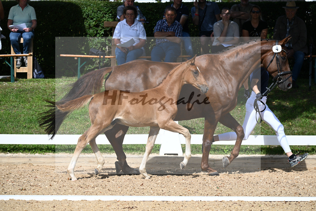 Kat-Nr. 4 HF Sezuans Donnerhall x Brentano II_Reuschlein_27230104 | hf-fotografie - Realisiert mit Pictrs.com