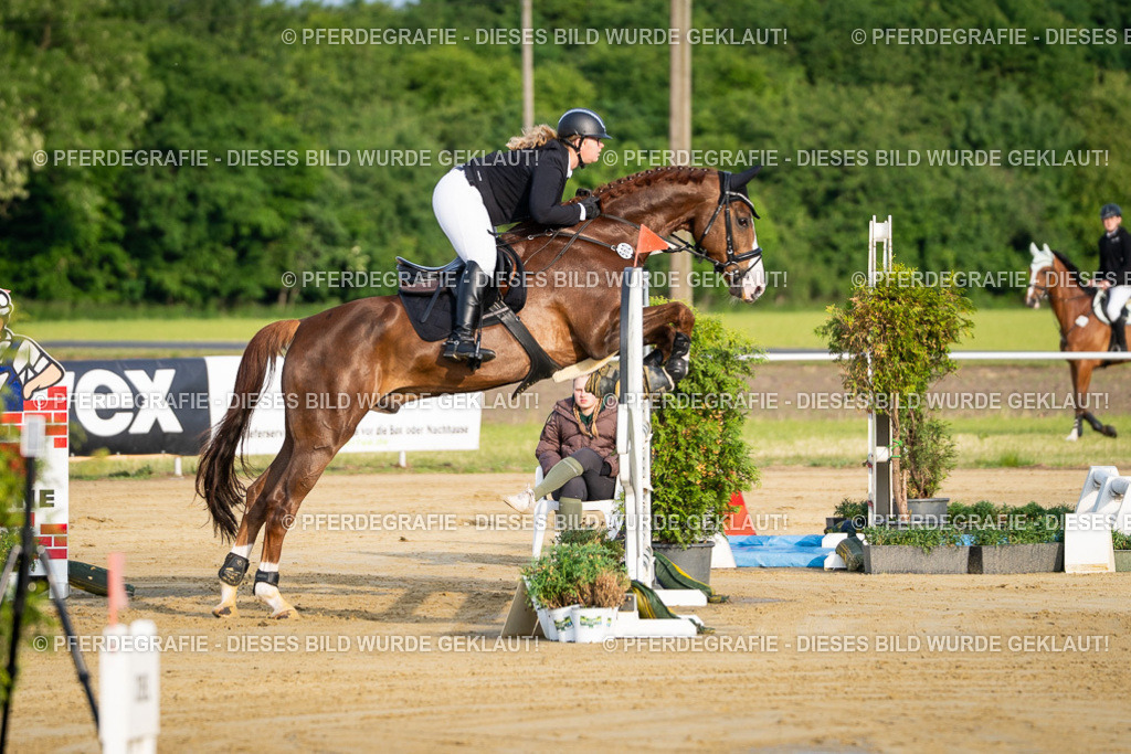 DSC01919 | Pferdegrafie