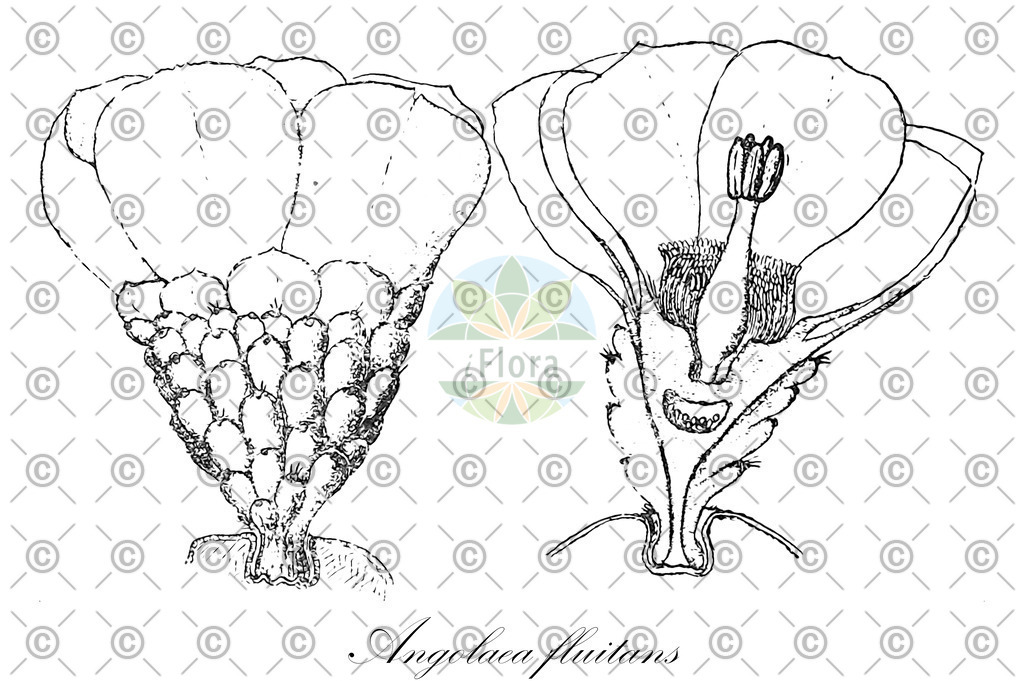 HistAbb_wfo-0000536542_8_ENZY_Simple | Historische Abbildung von Angolaea fluitans - Podostemaceae | Historical Illustration of Angolaea fluitans - Podostemaceae