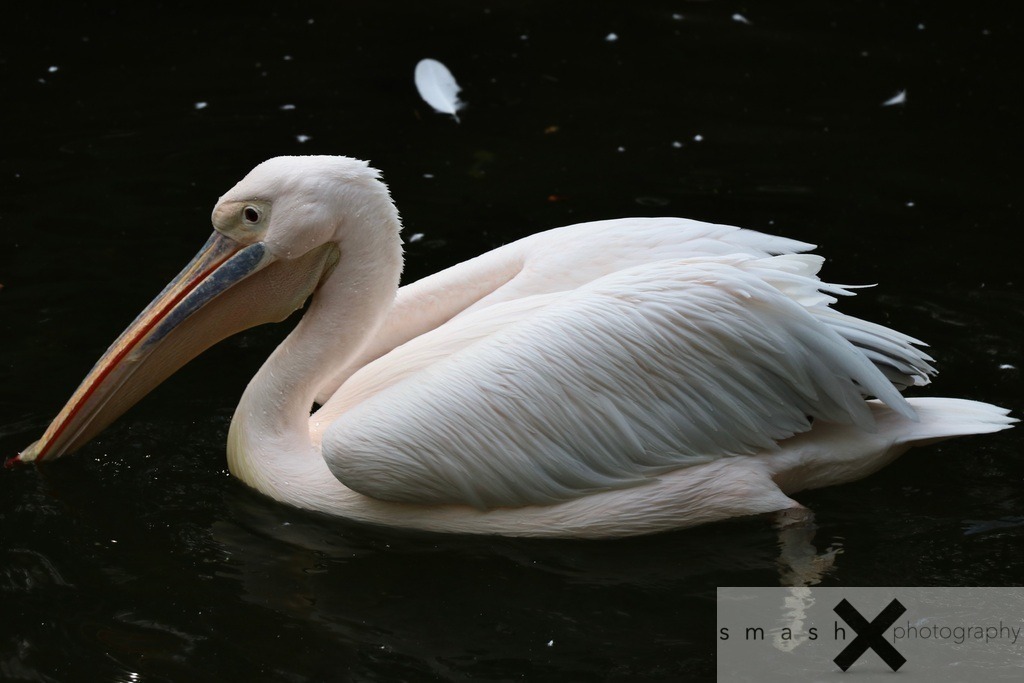 Pelican | smash-photography.com
