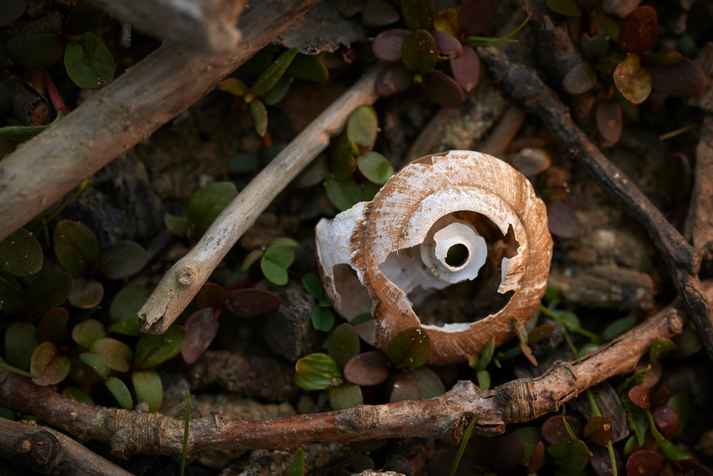 verfallenes Schneckenhaus | Rauchwart, Austria - April 05, 2014: verfallenes Schneckenhaus. - Realisiert mit Pictrs.com