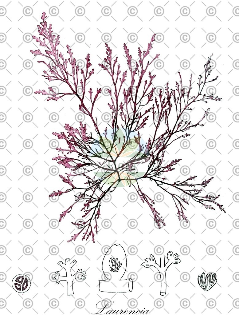 HistAbb_5BGD_4_ENZY_Simple | Historische Abbildung von Laurencia - Rhodomelaceae (0) | Historical Illustration of Laurencia - Rhodomelaceae (0)