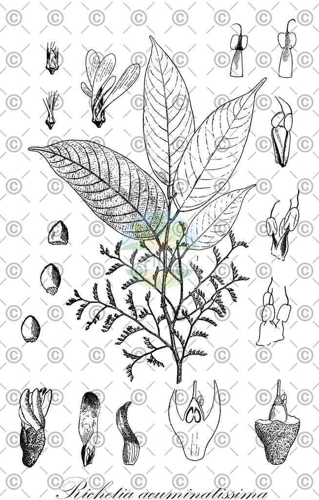 HistAbb_wfo-0000032184_1_ENZY_Simple | Historische Abbildung von Richetia acuminatissima - Dipterocarpaceae | Historical Illustration of Richetia acuminatissima - Dipterocarpaceae