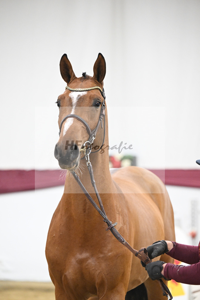 Kat-Nr. 98 Echo van_t Spieveld x Quidam de Revel_Anna-Sophie Kosch_47253182 | hf-fotografie - Realisiert mit Pictrs.com