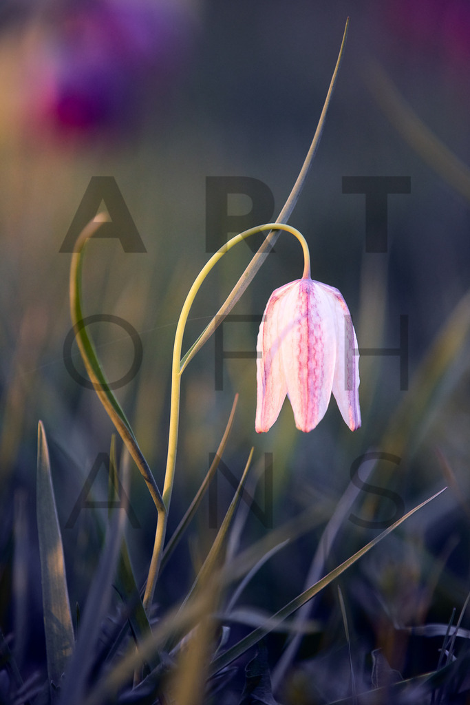 Ein Hans Fineart Original | Entdecke die Kunst von Hans Fineart - Fotografien für dein Zuhause. Verwandle deine Wände mit einzigartigen Kunstwerken und bringe die Schönheit der Welt in dein Leben. Bestelle jetzt und schaffe einen Ort der Inspiration und Eleganz.