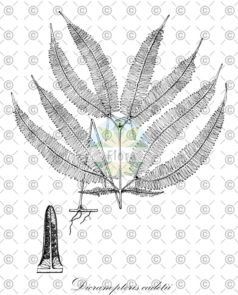HistAbb_wfo-0000765327_1_ENZY_Simple | Historische Abbildung von Dicranopteris cadetii - Gleicheniaceae | Historical Illustration of Dicranopteris cadetii - Gleicheniaceae