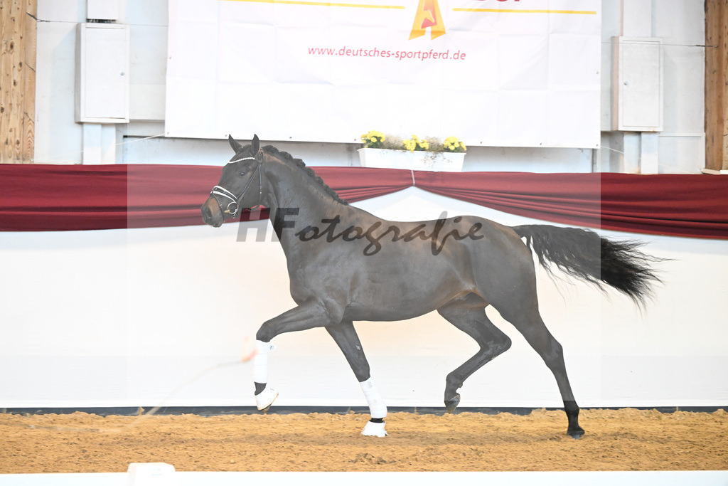 Kat-Nr. 42 v. Maracana_Sommer_66220599 | hf-fotografie - Realisiert mit Pictrs.com