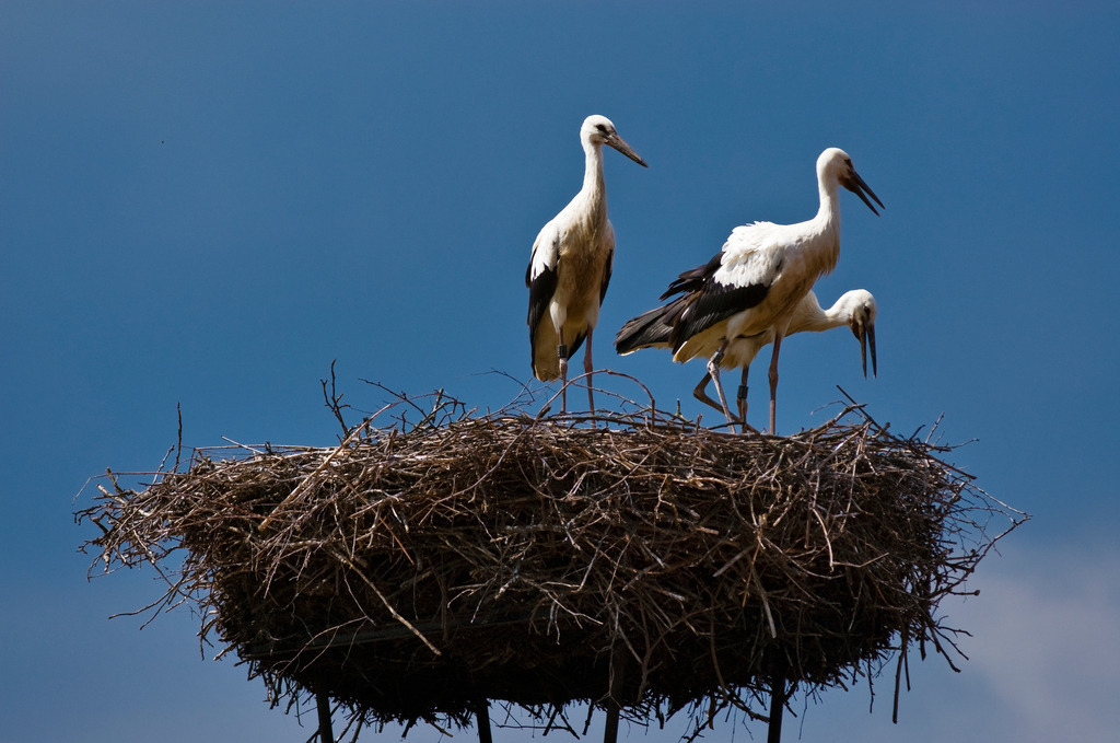 Drei Störche im Storchennest | Rohrbrunn, Austria - July 27, 2008: Drei Störche im Storchennest. - Realisiert mit Pictrs.com