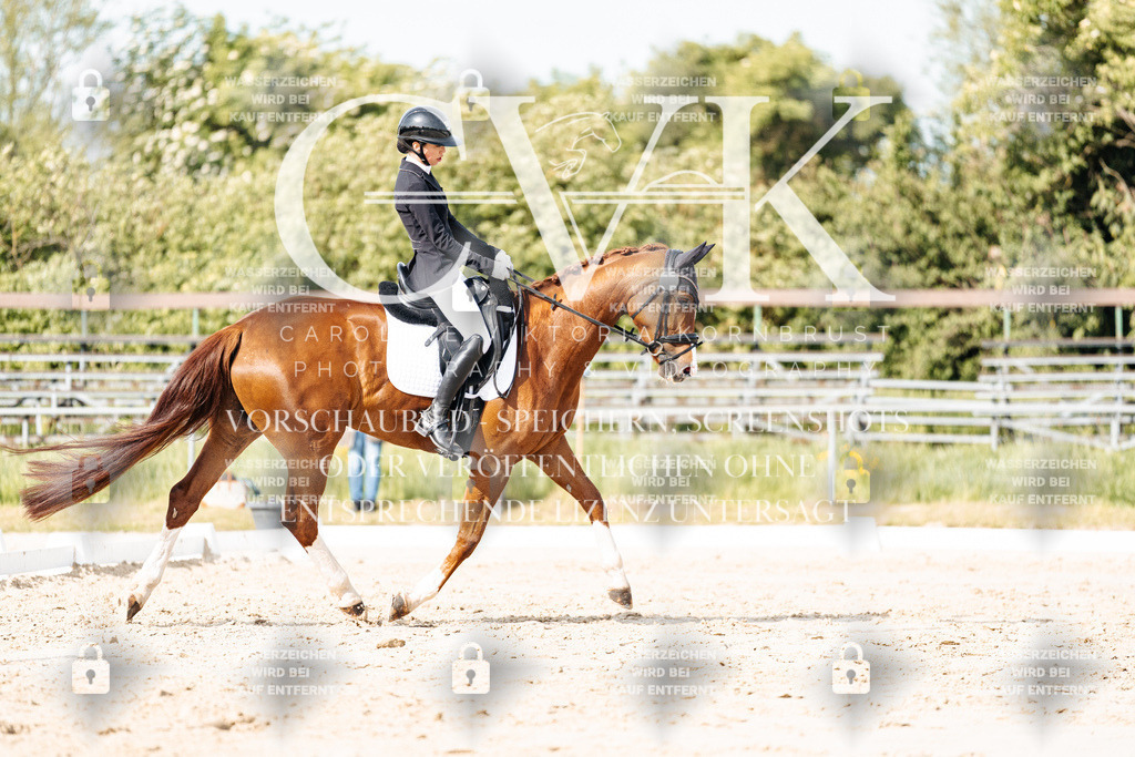 CK900286 | Turnierfotografie Pferdefotografie Trier Rheinland-Pfalz Pferdesport Reitsport Tierfotografie Sportfotografie Pferdevideo Pferdevideografie Equestrianvideography equestrianphotography  - Realisiert mit Pictrs.com