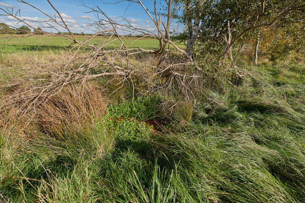 Feuchtgebiet am Nordrand zwischen Gruhno und Friedersdorf 04 | Bedeutsame Landschaften Deutschlands - Realisiert mit Pictrs.com