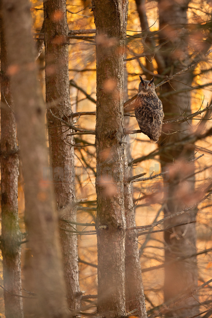 R5NF1148_20241201 | Ein Uhu (Bubo bubo) sitzt auf einem Ast in einem Nadelwald. Sein Gefieder ist dunkelbraun und gesprenkelt, was ihm eine gute Tarnung bietet. Die Augen des Uhus sind leuchtend orange und blicken direkt nach vorne. Im Hintergrund ist ein warmes, goldenes Licht zu sehen, das durch die Bäume scheint und eine herbstliche oder abendliche Atmosphäre schafft. Mehrere Baumstämme sind im Vordergrund und Mittelgrund unscharf zu sehen, was dem Bild Tiefe verleiht. Es sind keine spezifischen Interaktionen erkennbar; der Uhu ruht auf dem Ast. - Realisiert mit Pictrs.com