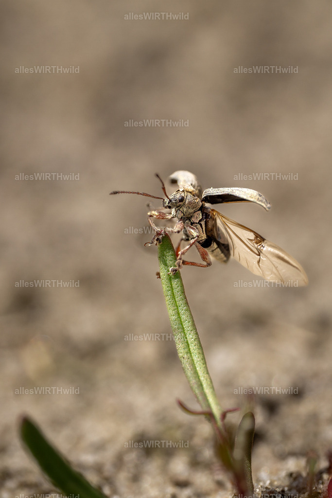 Startender Rüsselkäfer | Entdecke die faszinierende Welt der Natur- und Wildlife-Fotografie von Daniel und Bärbel. Inspirierende Bilder von wilden Tieren und kleinen Naturwundern.