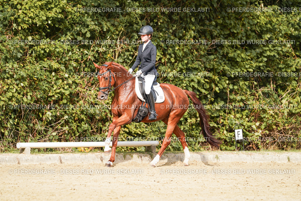 DSC03538 | Pferdegrafie