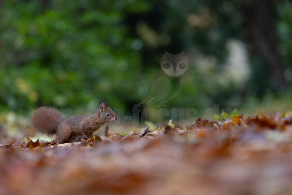20231118120352 | Eurasische Eichhörnchen (Sciurus vulgaris) leben in Nadel-, Laub- und Mischwäldern mit alten Baumbeständen und sind fast in ganz Europa verbreitet. In Deutschland und vielen anderen Ländern haben sie sich auch städtische Lebensräume erschlossen. Sie halten sich gern in der Nähe von Menschen auf und sind in Gärten und Parks zu finden, solange es dort genügend Nahrung und Unterschlupf gibt. - Realisiert mit Pictrs.com