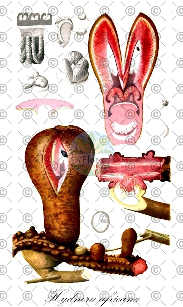 HistAbb_wfo-0000726228_2_ENZY_Simple | Historische Abbildung von Hydnora africana - Aristolochiaceae | Historical Illustration of Hydnora africana - Aristolochiaceae