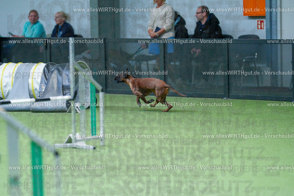 @allesWIRTHgut_Tierfotografie - www.allesWIRTHgut.de - 2604251104-7R501039 | Professionelle Tierfotografie in Mönchengladbach von Daniel Wirth (allesWIRTHgut). Liebevolle & natürliche Bilder von Hunden & Katzen für unvergessliche Erinnerungen.
