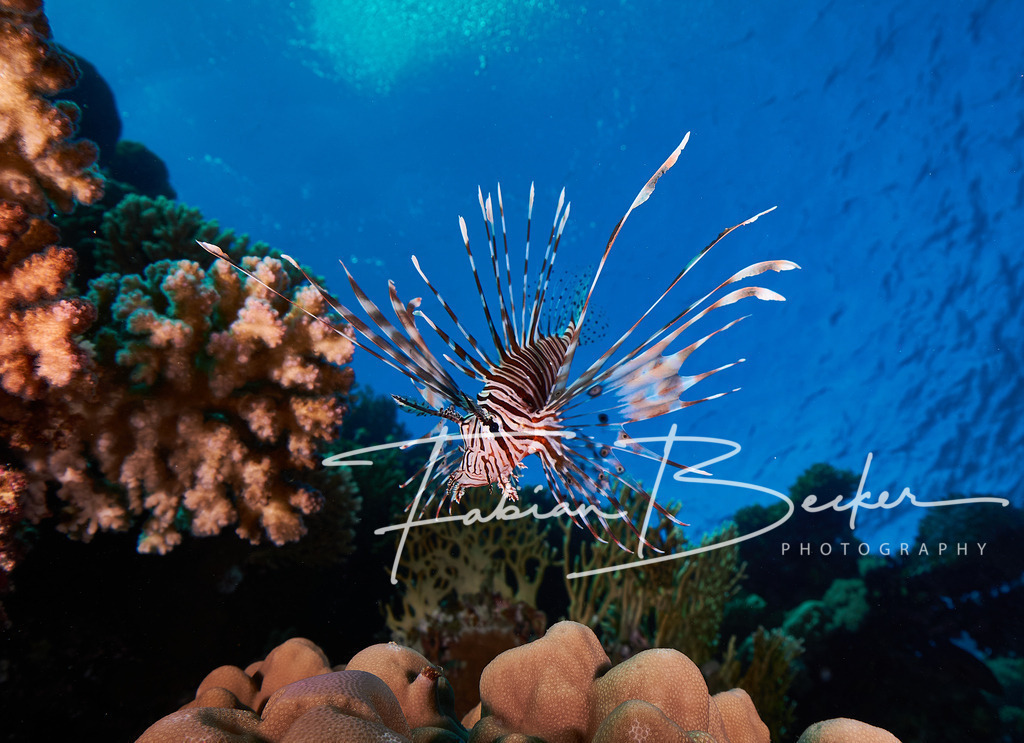 Feuer und Wasser | Einzigartige Wandbilder von faszinierenden Unterwasserwelten. Exklusive Kunst für Empfangsbereiche, Wohnraum oder Wartezimmer. - Realisiert mit Pictrs.com