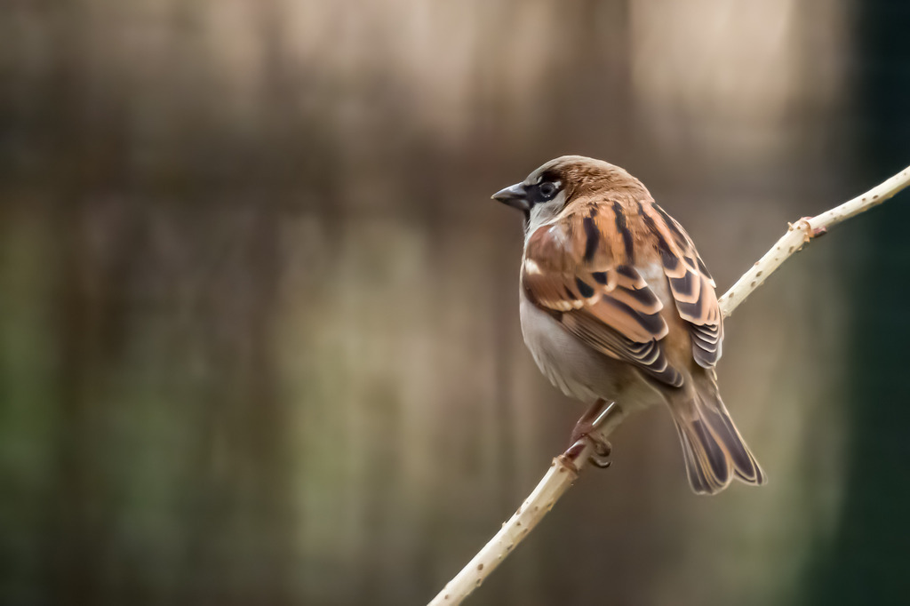 619EA5E5-97D1-45DB-8F4F-03774B029393 | <meta name="keywords" content="Bergbilder, Hochzeitsfotografie, Actionshootings, Fotografiearbeiten, Berglandschaften, Naturfotografie">

 - Realisiert mit Pictrs.com